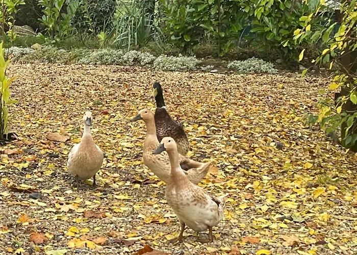 Fennor Park Hytte Oldcastle